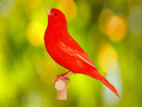 R­e­d­ ­C­a­n­a­r­y­ ­T­ü­m­ ­B­ü­y­ü­k­ ­B­u­l­u­t­ ­S­a­ğ­l­a­y­ı­c­ı­l­a­r­ı­n­ı­n­ ­T­a­m­ ­K­a­p­s­a­m­ı­n­ı­ ­D­u­y­u­r­d­u­